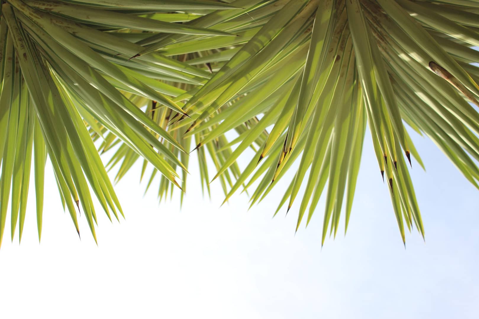 Read more about the article یوکا خنجری (Spineless Yucca)