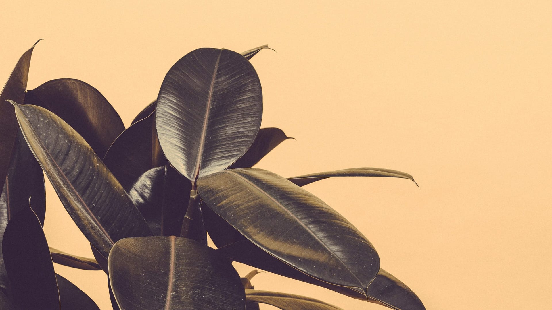 Read more about the article فیکوس (rubber plant)
